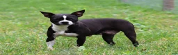 Boston Terrier dogs for sale: Russell - Ad 7