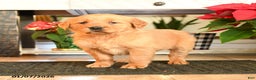 Golden Retriever dogs for sale: Ruthanna - Ad 3