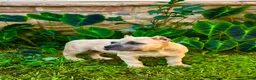 American Bully dogs for sale: American Bully Puppy “Siphia” - Ad 1