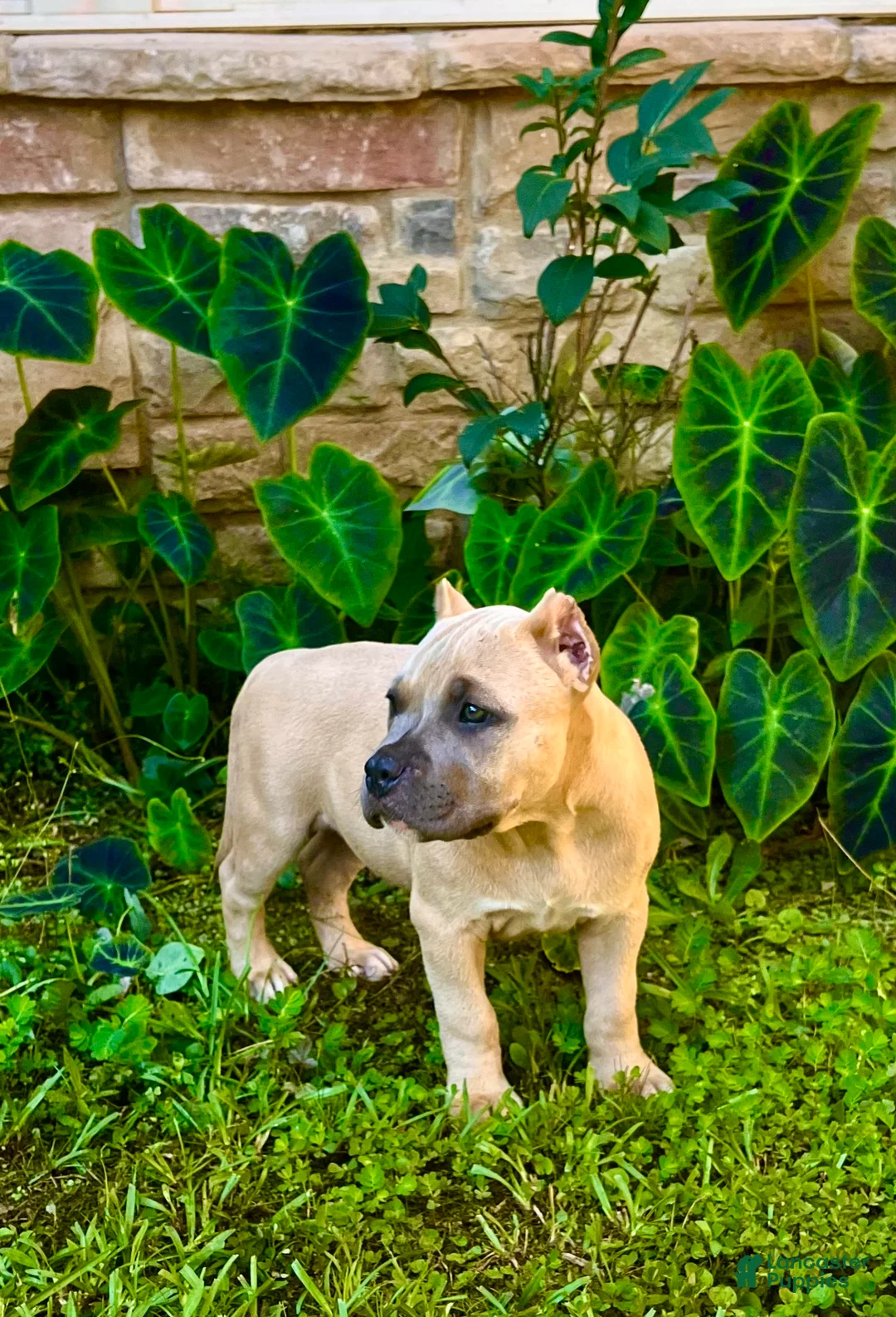 American Bully dogs for sale: American Bully Puppy “Siphia” - Ad 1