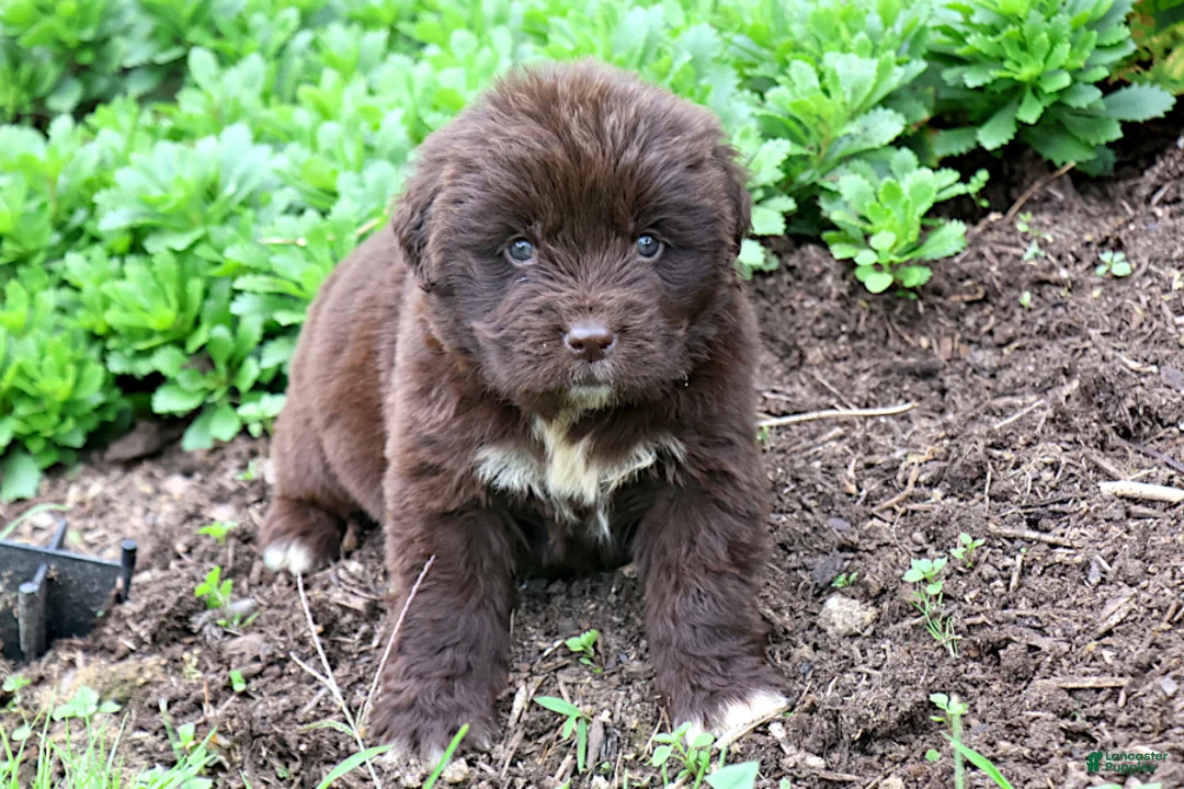 Newfoundland dogs for sale: Talia - Ad 2