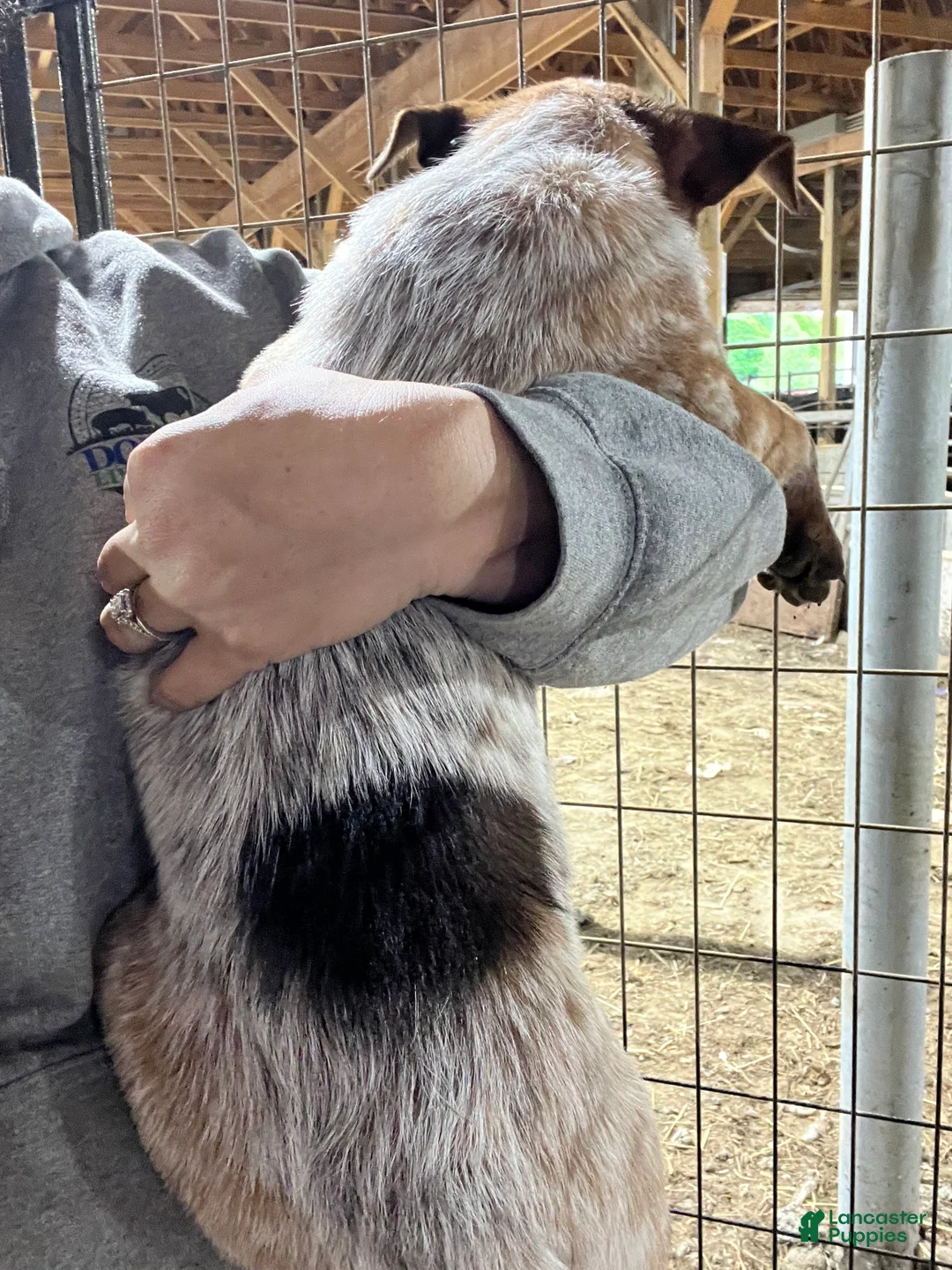 Australian Cattle Dog dogs for sale: Rally - Ad 2