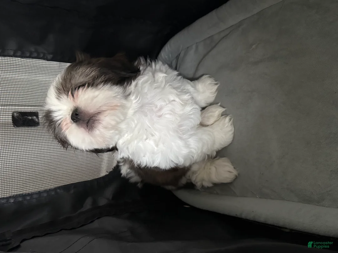 Shih Tzu dogs for sale: Brownie - Ad 1