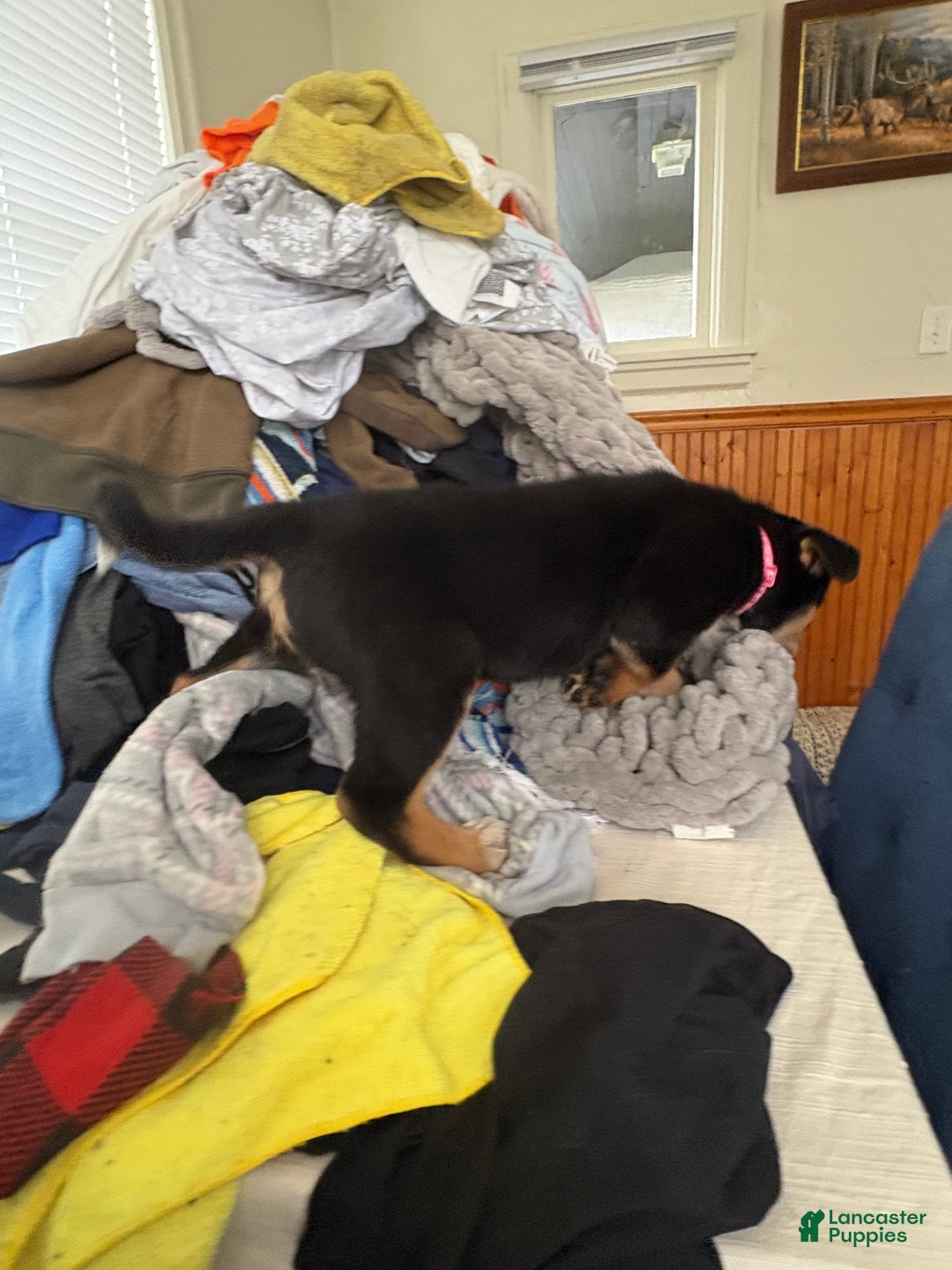 Mixed Breed dogs for sale: Rottsky Puppy 3 - Ad 2