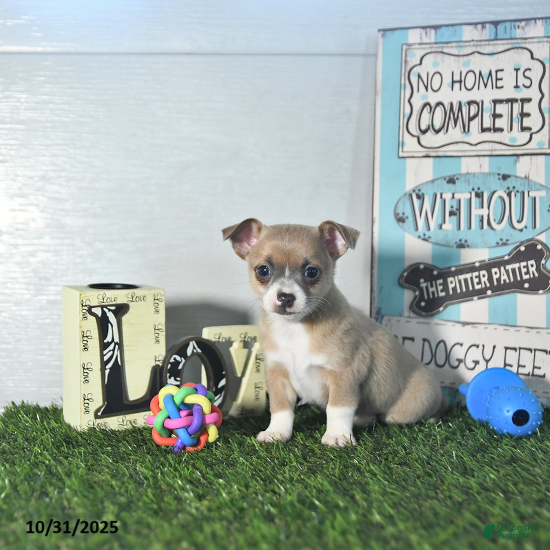 Chihuahua dogs for sale: Fritz - Ad 15