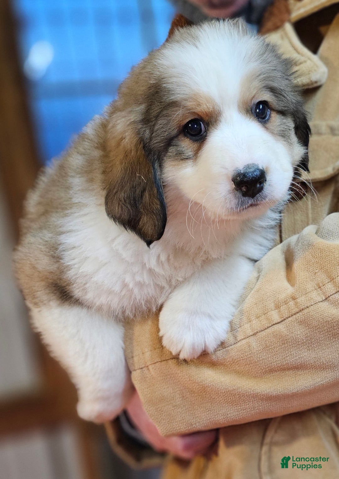 Mixed Breed dogs for sale: Mixed Breed Puppy 1 - Ad 3