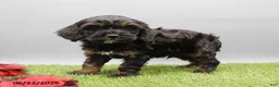 Cockapoo dogs for sale: Toby - Ad 5