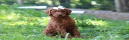 Standard Poodle dogs for sale: Aleah AKC - Ad 4
