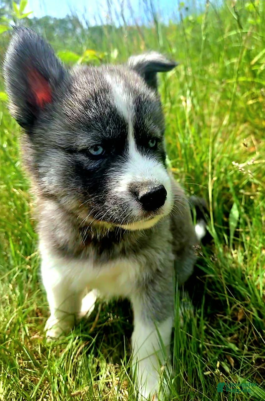 Mixed Breed dogs Sleepy - Ad 3