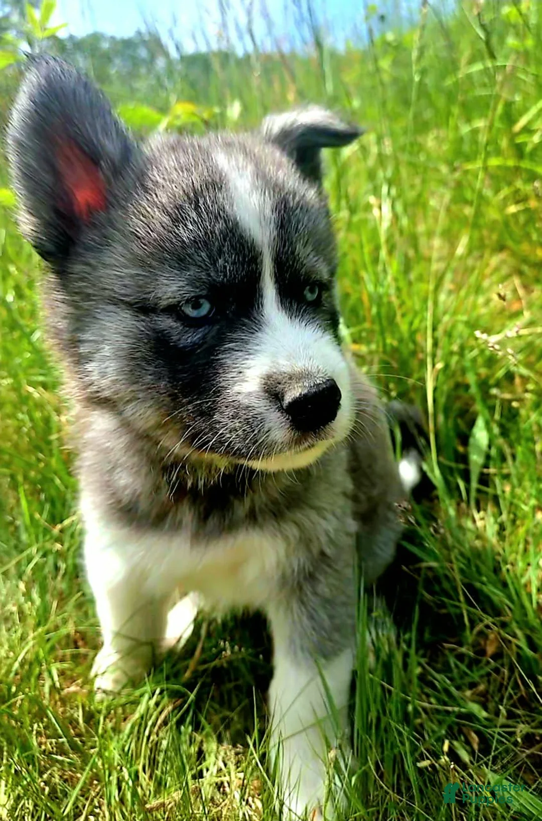 Mixed Breed dogs for sale: Sleepy - Ad 1