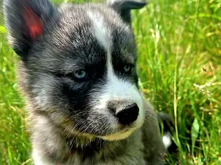 Mixed Breed dogs Sleepy - Ad 7