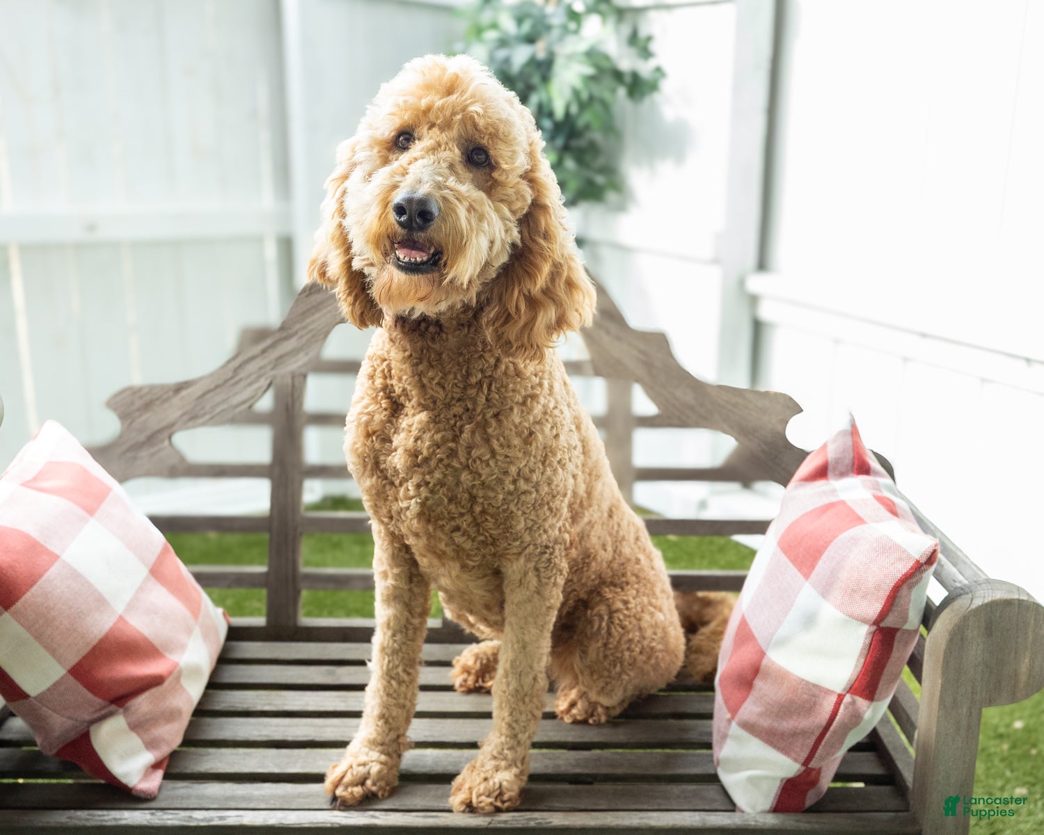 Goldendoodle dogs Cynthia - Ad 1