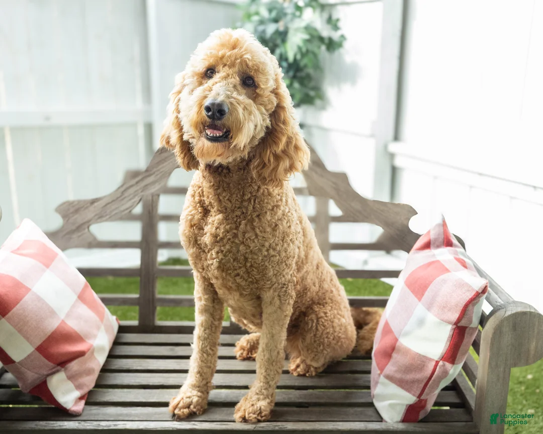 Goldendoodle dogs for sale: Cynthia - Ad 1