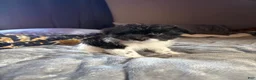 Pomapoo dogs for sale: Booger - Ad 8