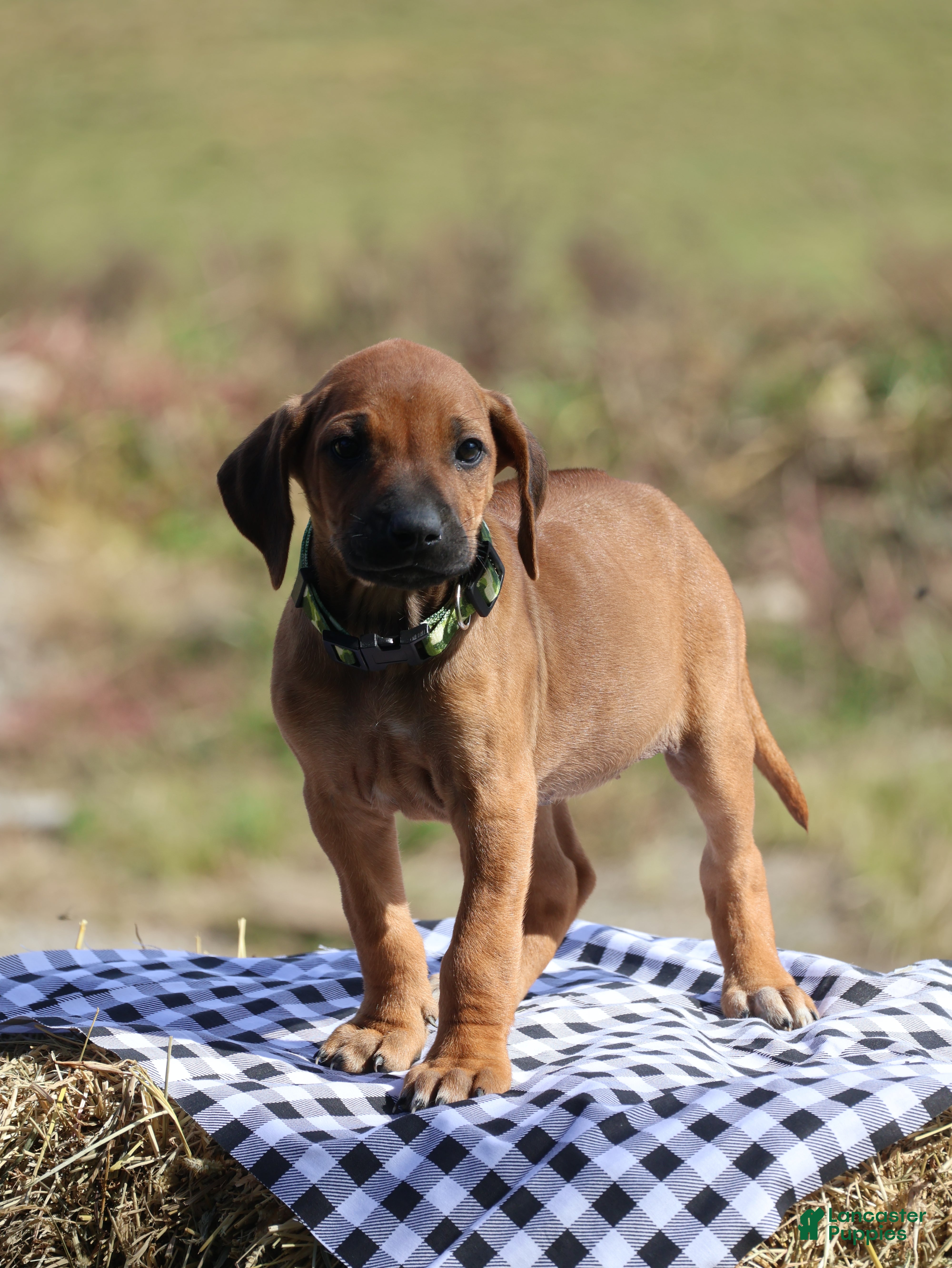 Rhodesian Ridgeback dogs Sky - Ad 1
