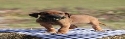Rhodesian Ridgeback dogs for sale: Sky - Ad 1