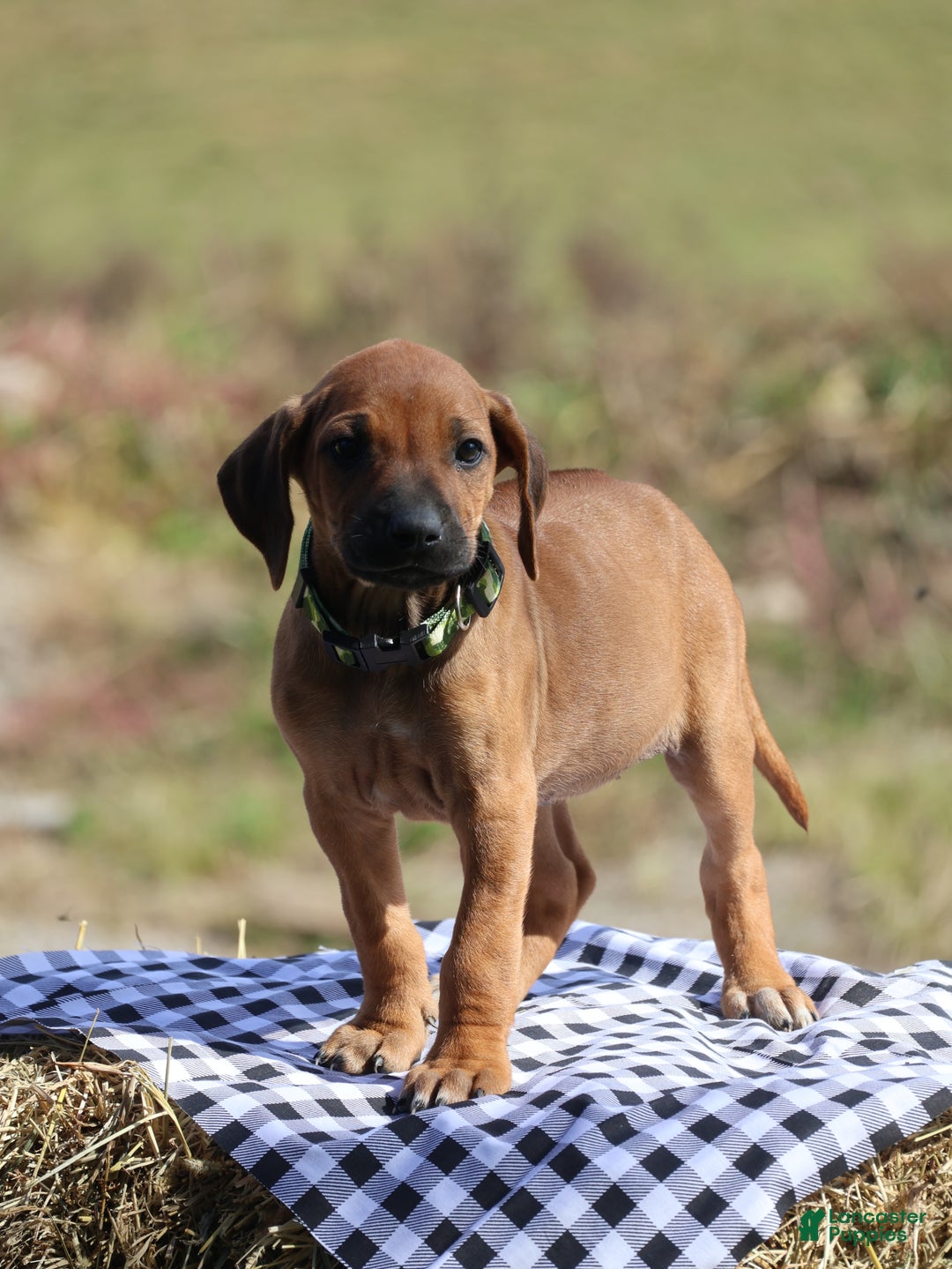Rhodesian Ridgeback dogs for sale: Sky - Ad 1