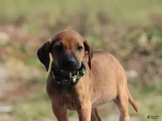 Rhodesian Ridgeback dogs Sky - Ad 1