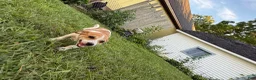 Jack Chi dogs for sale: Jack Chi 1 - Ad 3