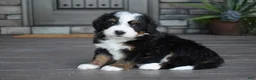 Mini Bernedoodle dogs for sale: Chip - Ad 8