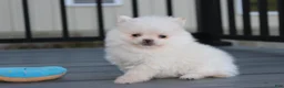 Pomeranian dogs for sale: Mochi - Ad 28
