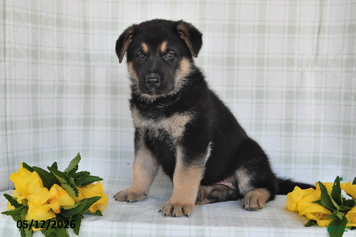 German Shepherd dogs  Nakita - Ad 1