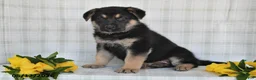 German Shepherd dogs for sale:  Nakita - Ad 1