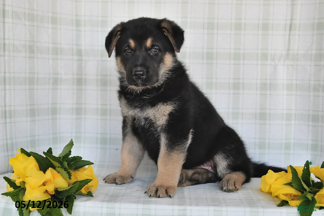 German Shepherd dogs for sale:  Nakita - Ad 1