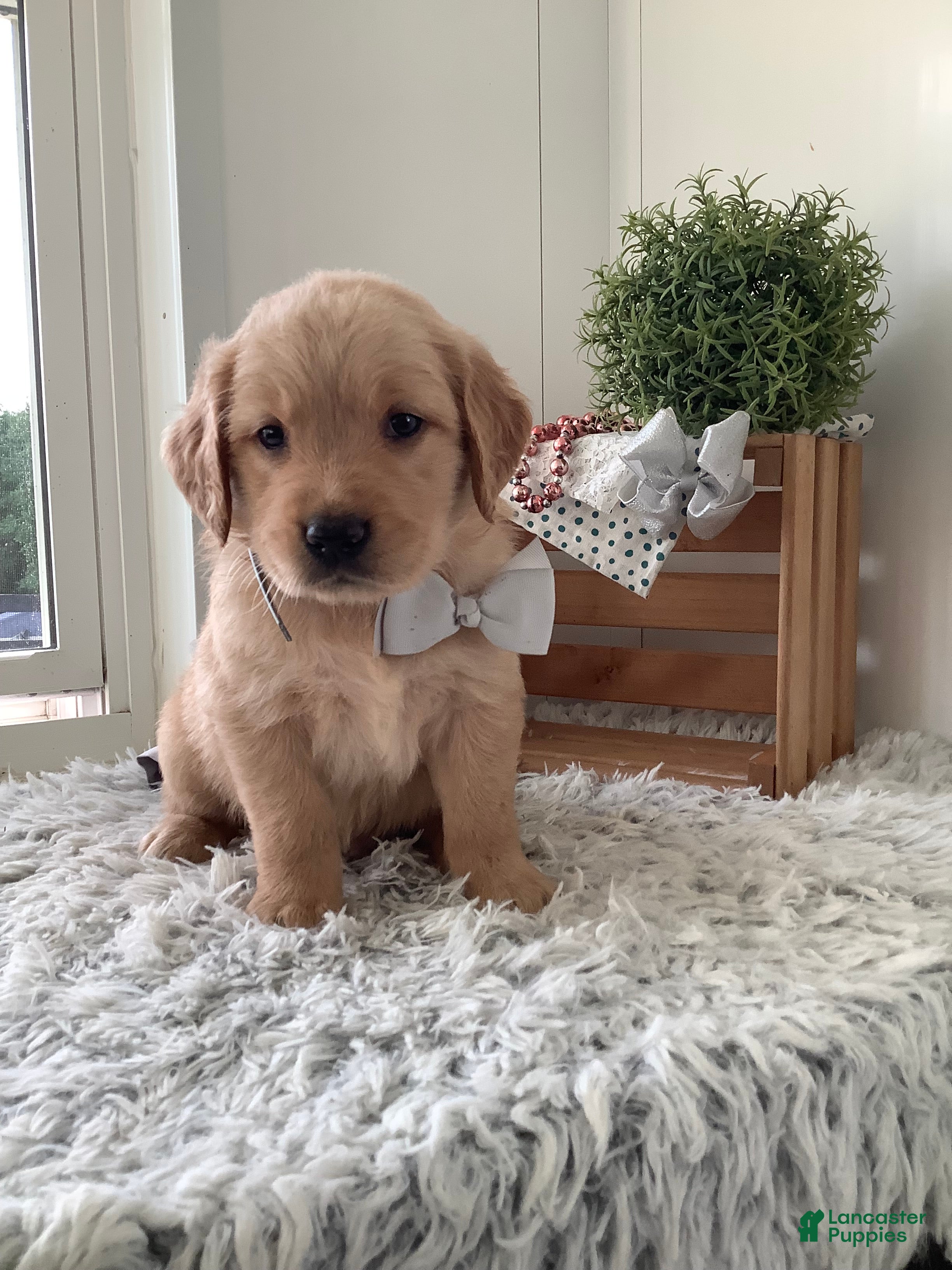 Golden Retriever Tommy
