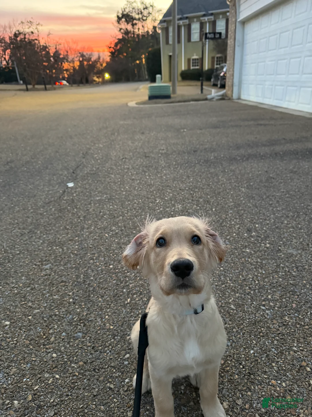 Golden Retriever dogs for sale: Golden Retriever Puppy 1 - Ad 2