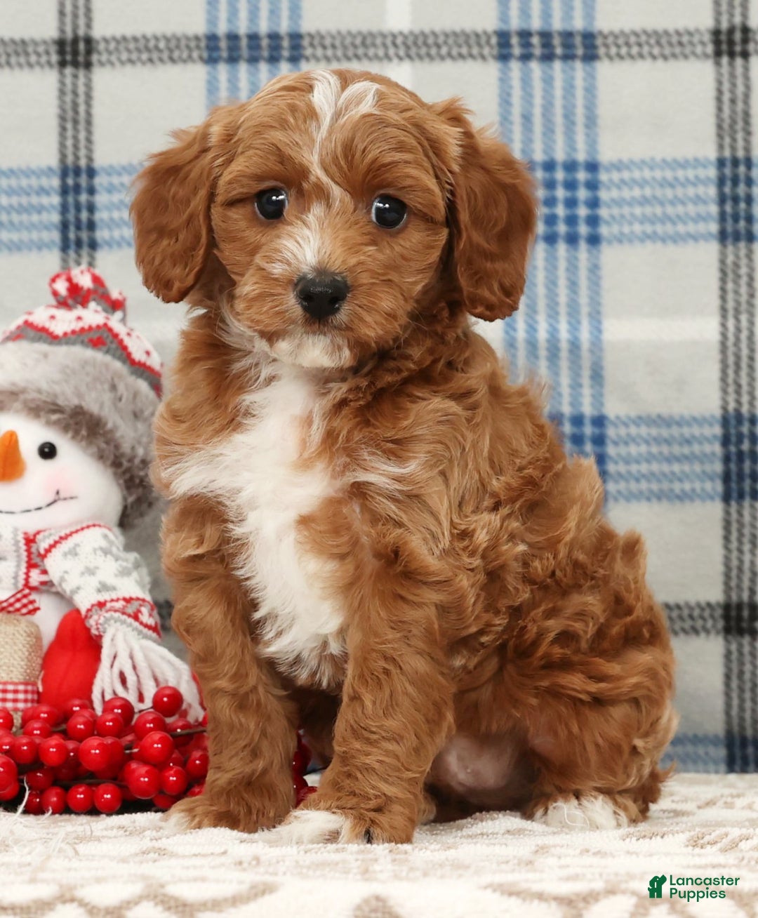 Cavapoo dogs for sale: Jimmy - Ad 3