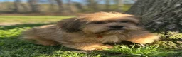 Mixed Breed dogs for sale: Buddy - Ad 6