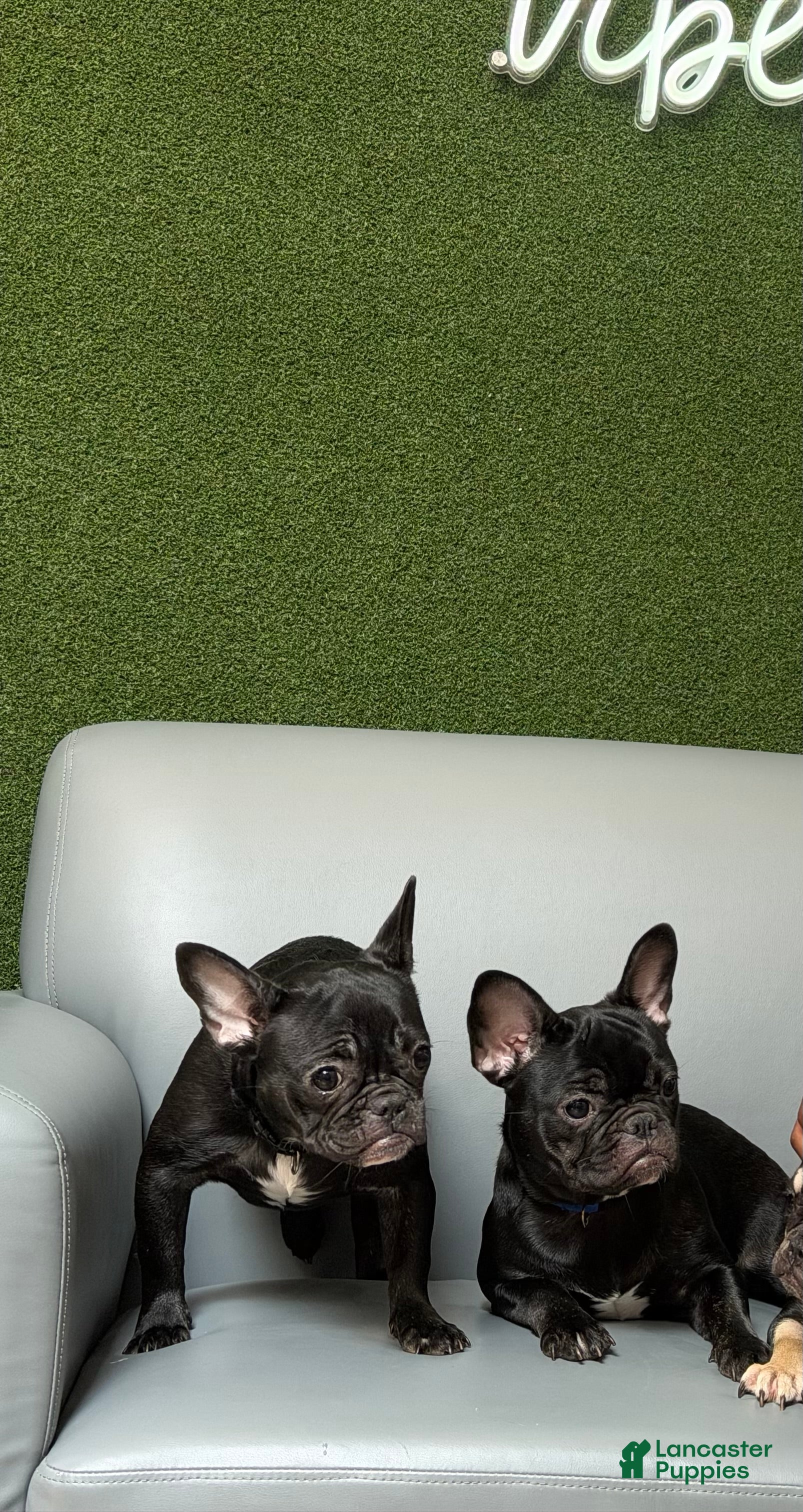 French Bulldog dogs Hershey twins 1 - Ad 39