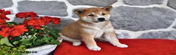 Shiba Inu dogs for sale: Milo - Ad 3