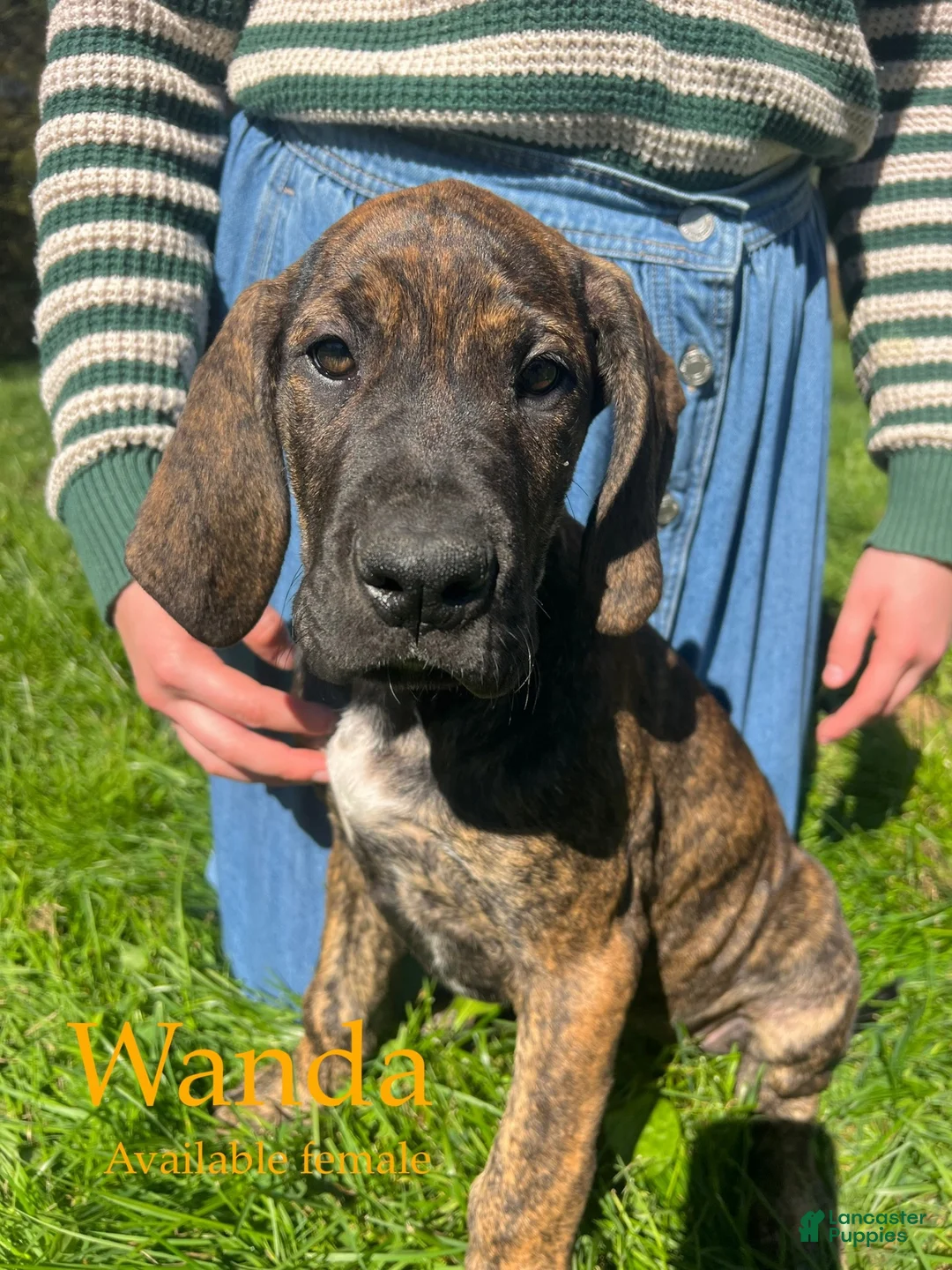 Great Dane dogs for sale: Wanda - Ad 1