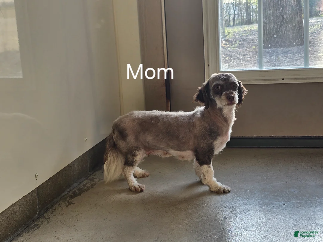 Havanese dogs for sale: Havanese Puppy 3 - Ad 5