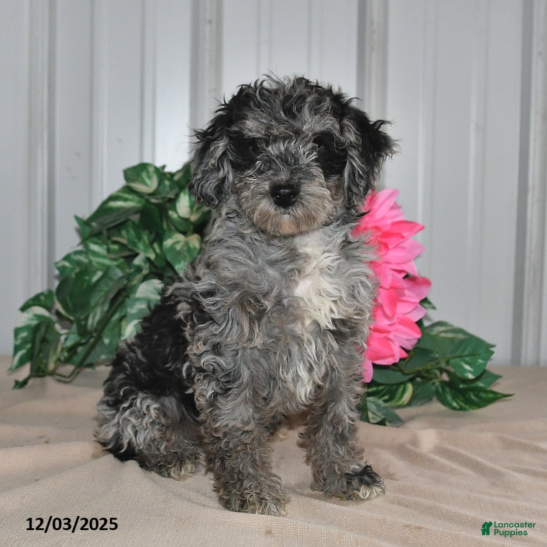 Miniature Poodle dogs for sale: Kaci - Ad 3