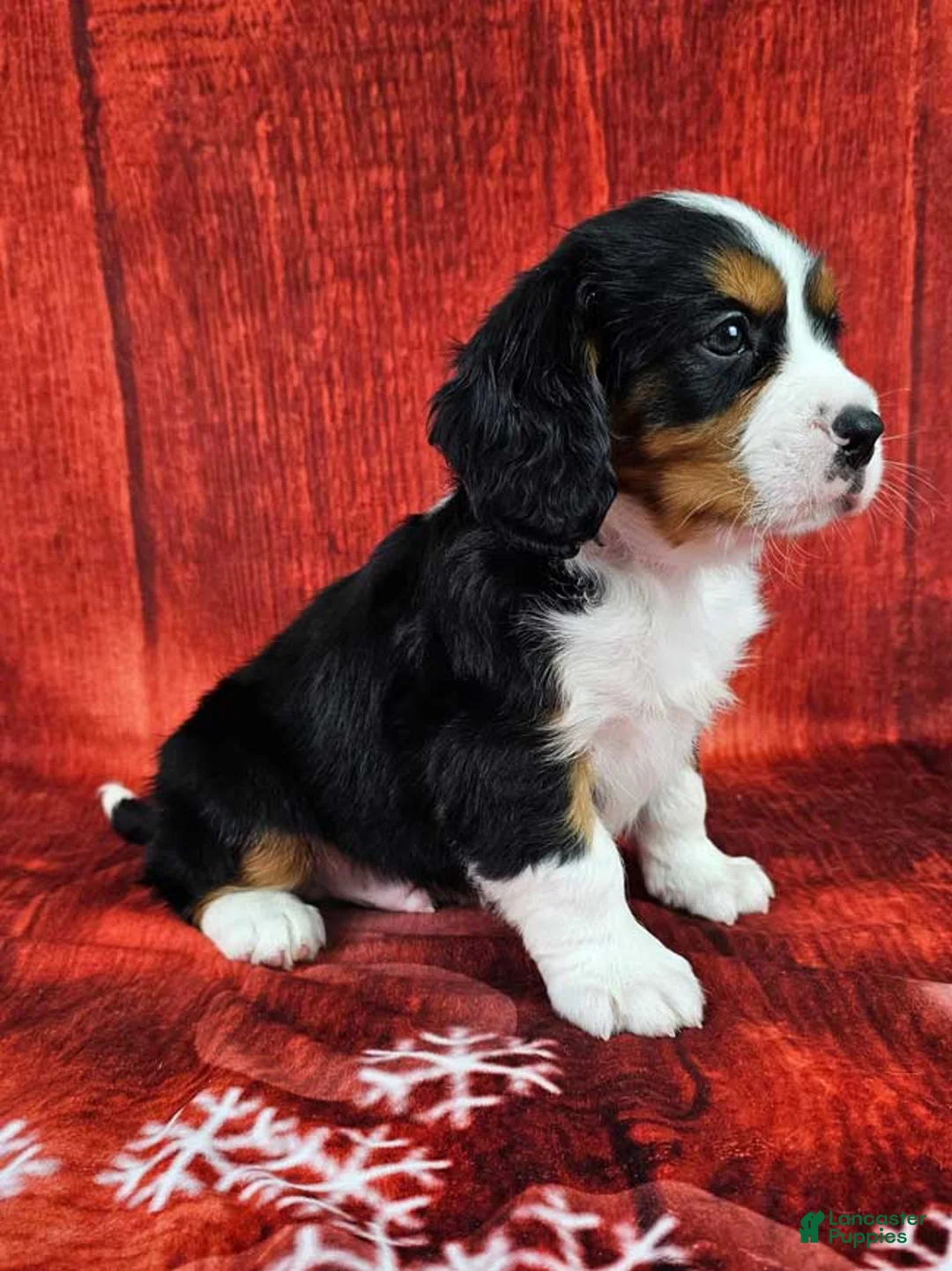 Miniature Bernese Mountain Dog dogs for sale: Macchiato - Ad 2