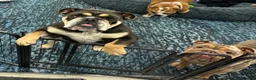 English Bulldog dogs for sale: English Bulldog 1 - Ad 10