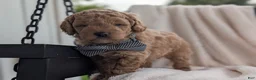 Mini Goldendoodle dogs for sale: Buster - Ad 4