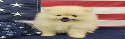Pomeranian dogs for sale: Wrangler - Ad 7