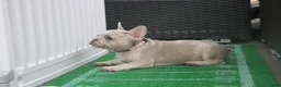 French Bulldog dogs for sale: French Bulldog 3 - Ad 4