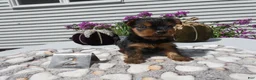 Yorkshire Terrier dogs for sale: Yorkshire Terrier 2 Willie - Ad 5