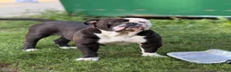 Olde English Bulldogge dogs for sale: Olde English Bulldogge 1 - Ad 11