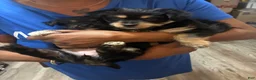 Mixed Breed dogs for sale: Tuffy - Ad 3