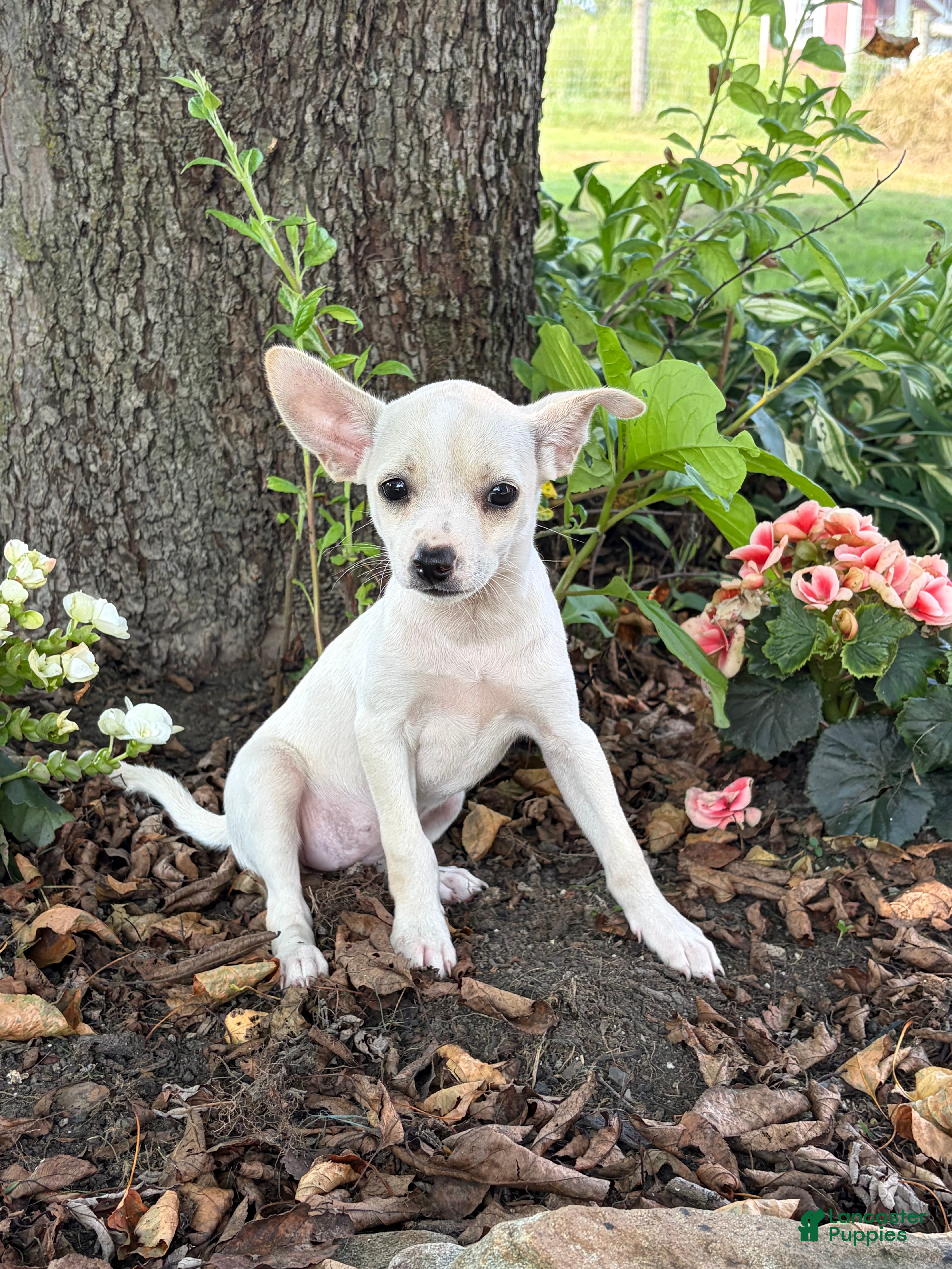 Chihuahua dogs Poppy - Ad 1