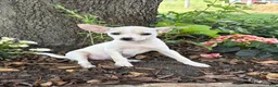 Chihuahua dogs for sale: Poppy - Ad 3