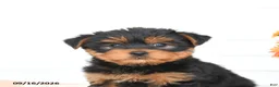 Yorkshire Terrier dogs for sale: Asher - Ad 5