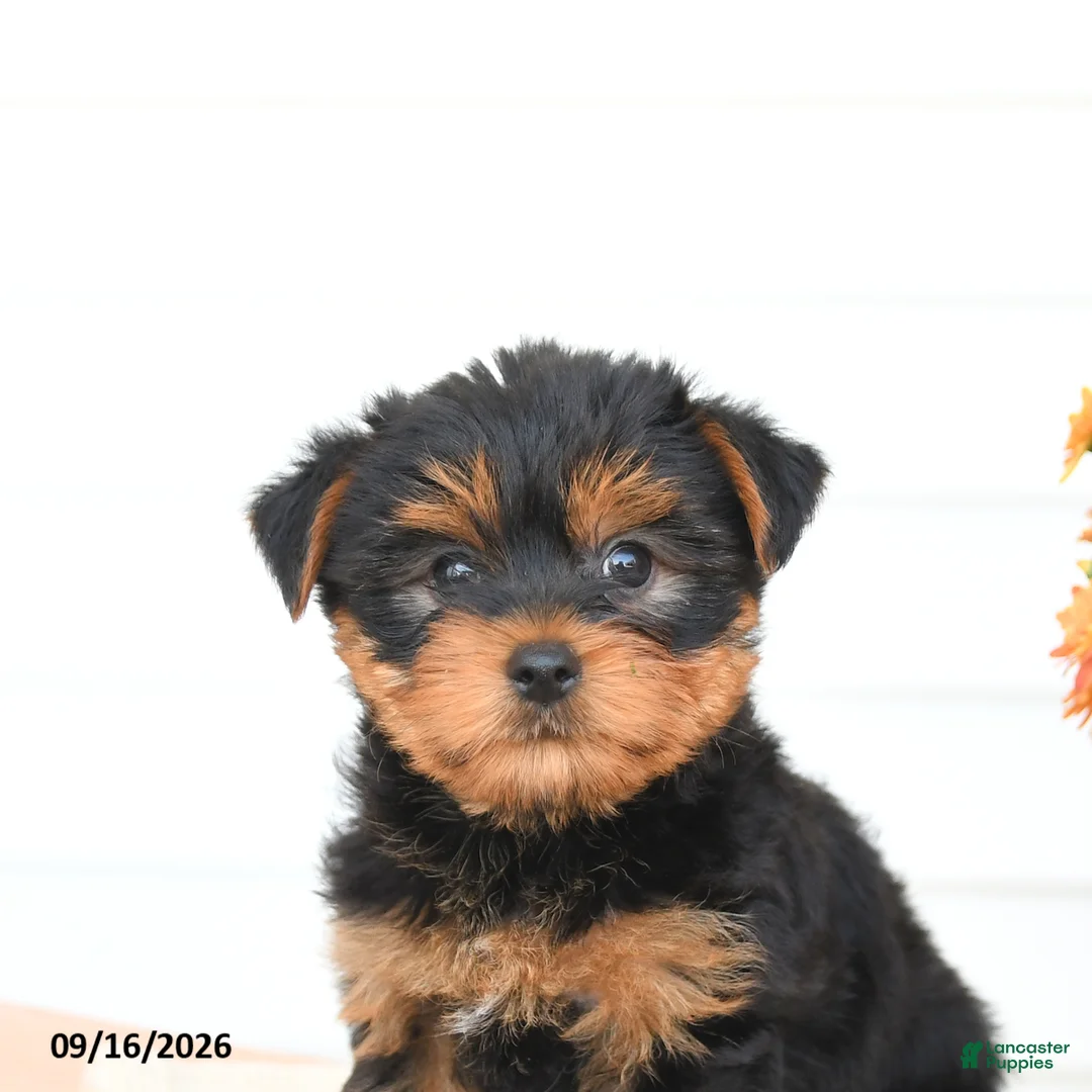 Yorkshire Terrier dogs for sale: Asher - Ad 5