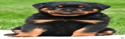 Rottweiler dogs for sale: autumn - Ad 1